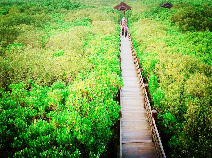 新豐紅樹林生態保護區