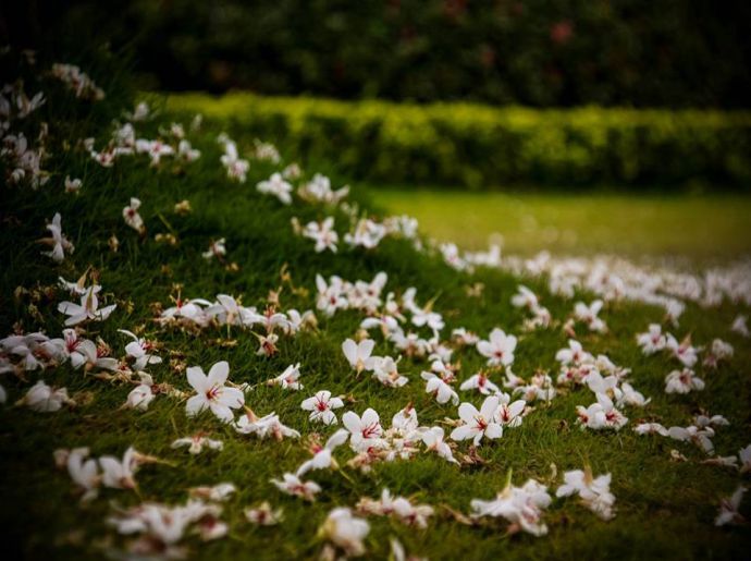 客家大院(桐花公園)