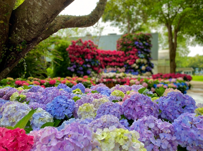 花露農場
