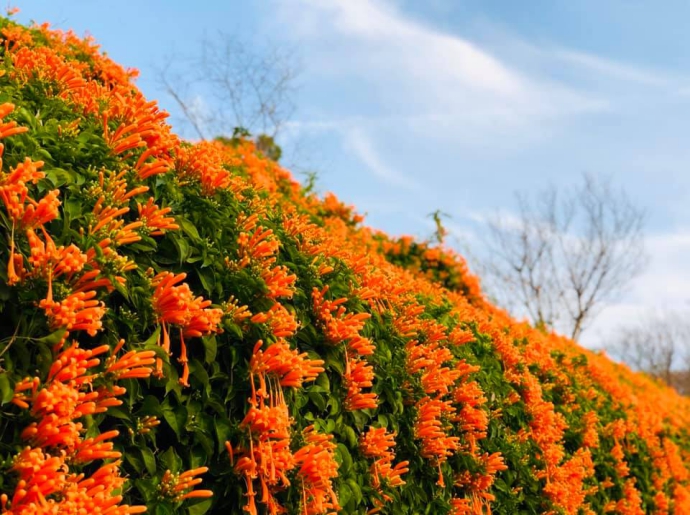 炮仗花公園