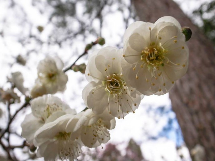 梅花隧道+梅花森林