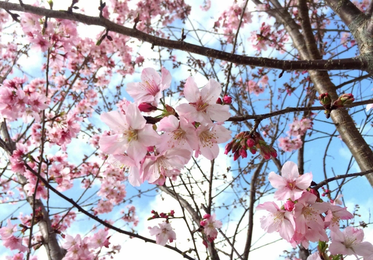 中巴陵櫻木花道