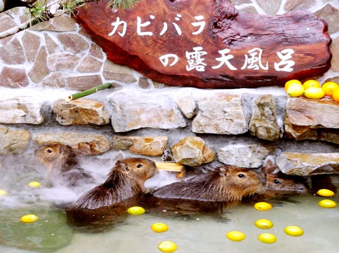 張美阿嬤農場
